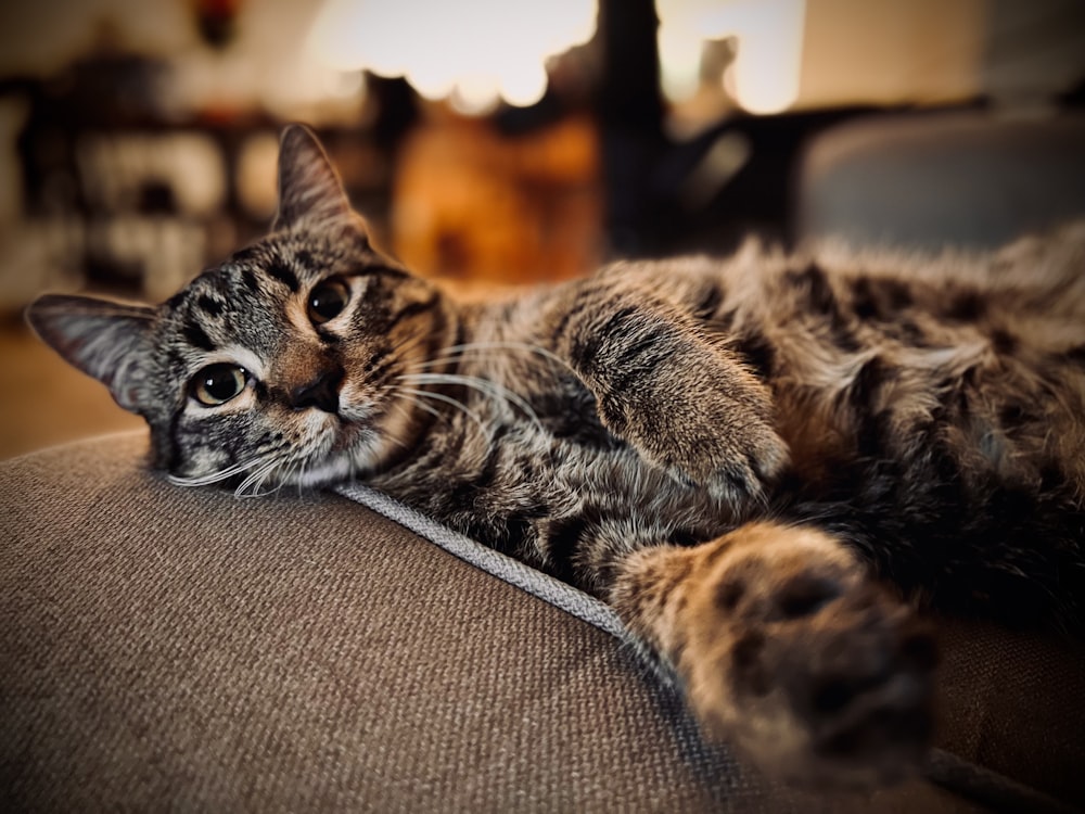 a cat lying on a couch