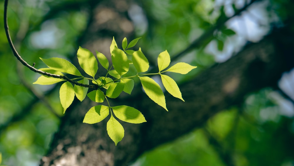 a close up of a tree branch