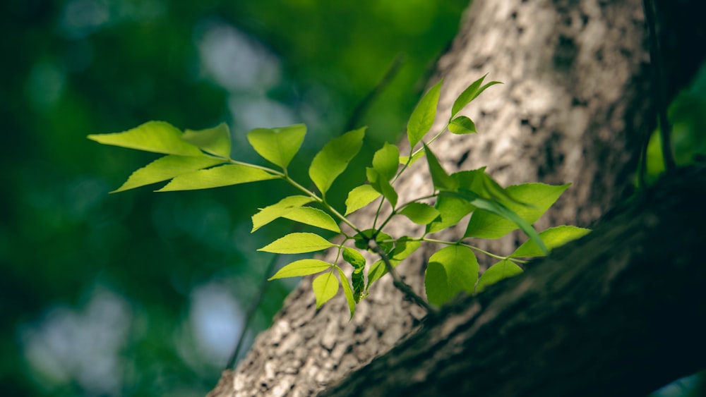 a close up of a plant