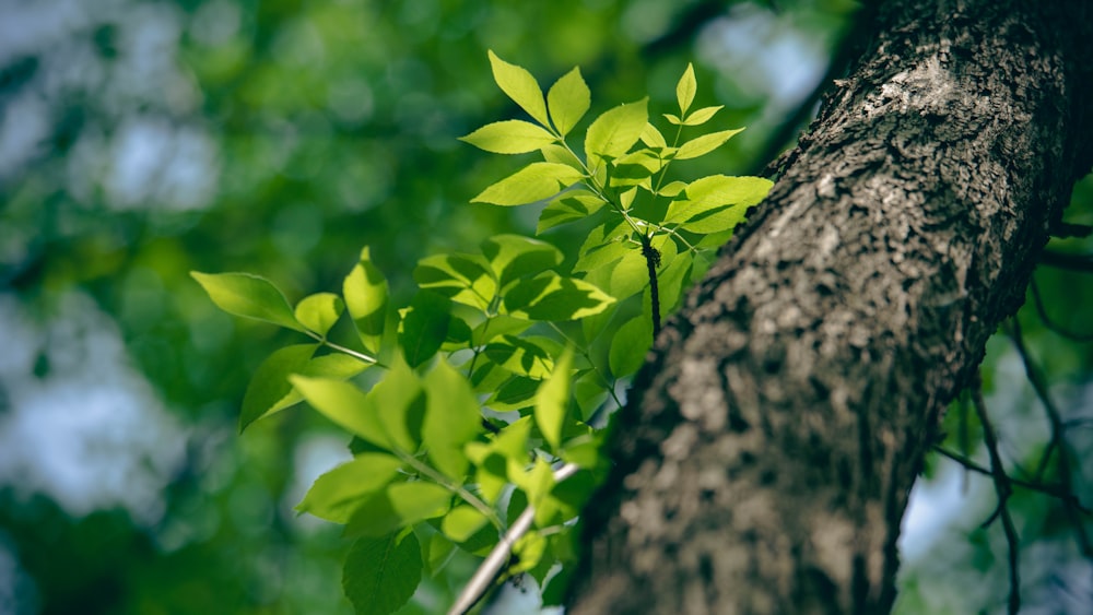 un arbre aux feuilles vertes