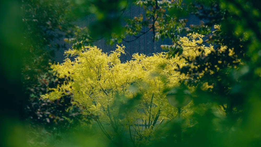 노란 꽃이있는 나무