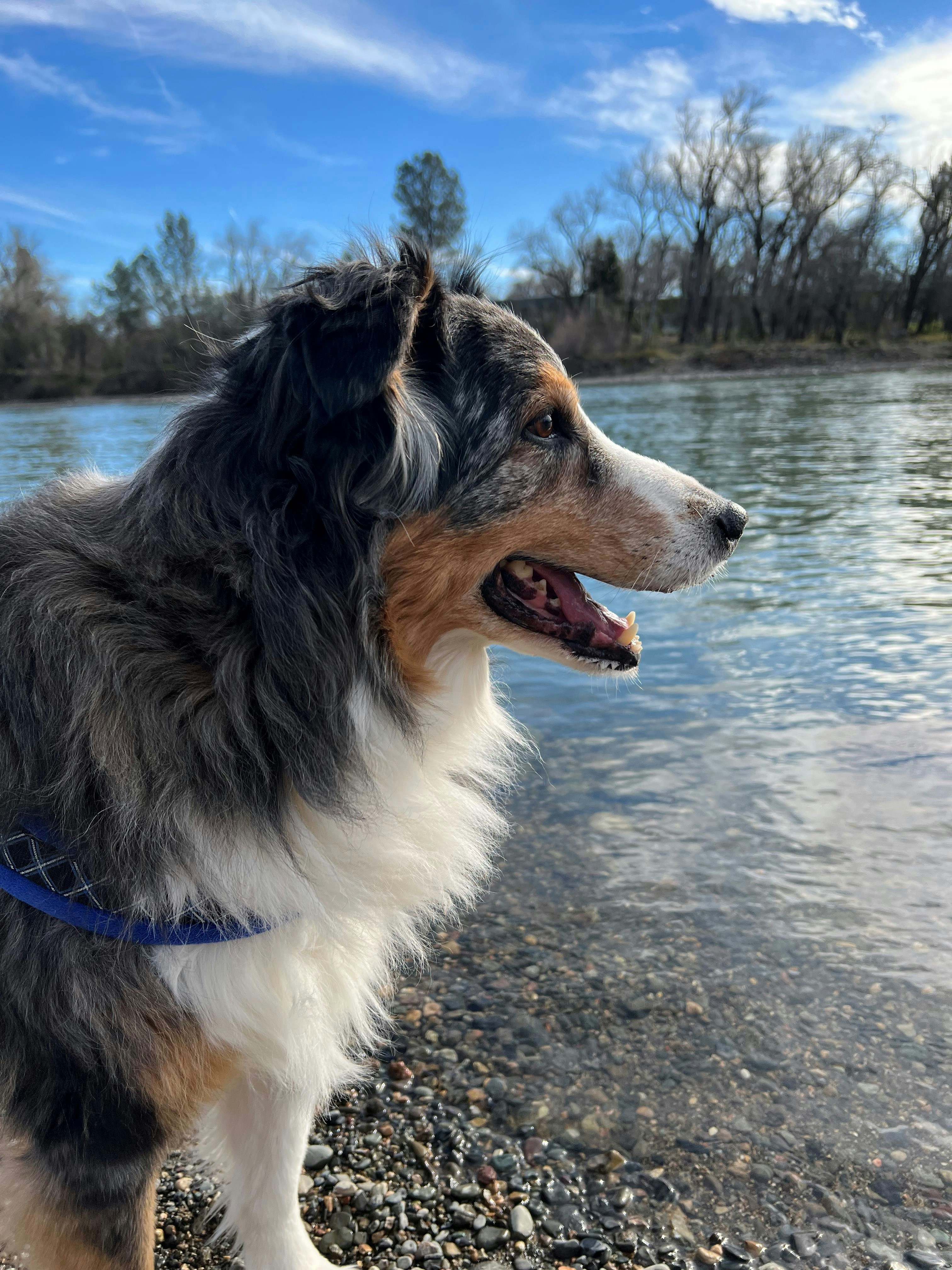 Un perro parado en una orilla rocosa