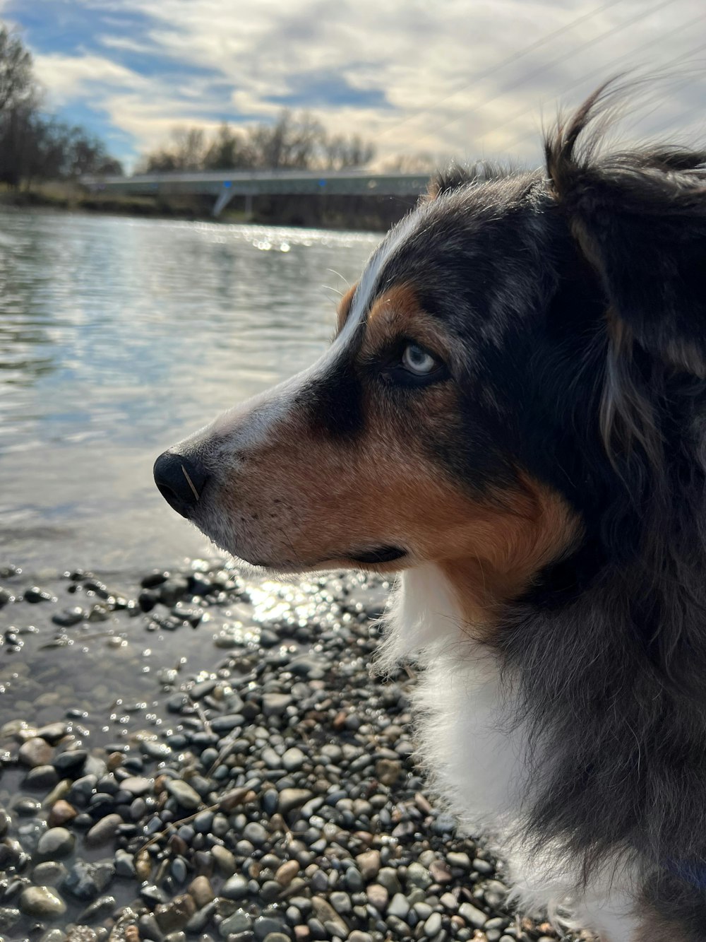 a dog standing on rocks by water