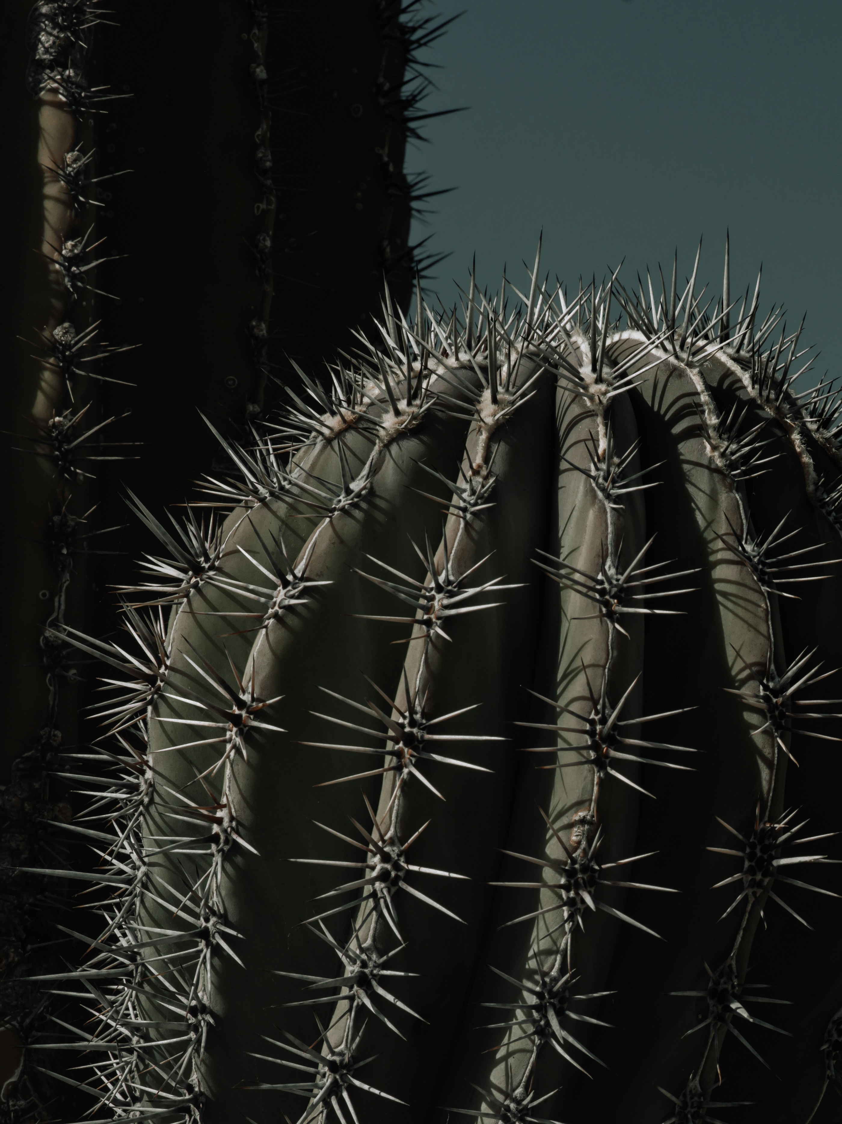 un grupo de plantas