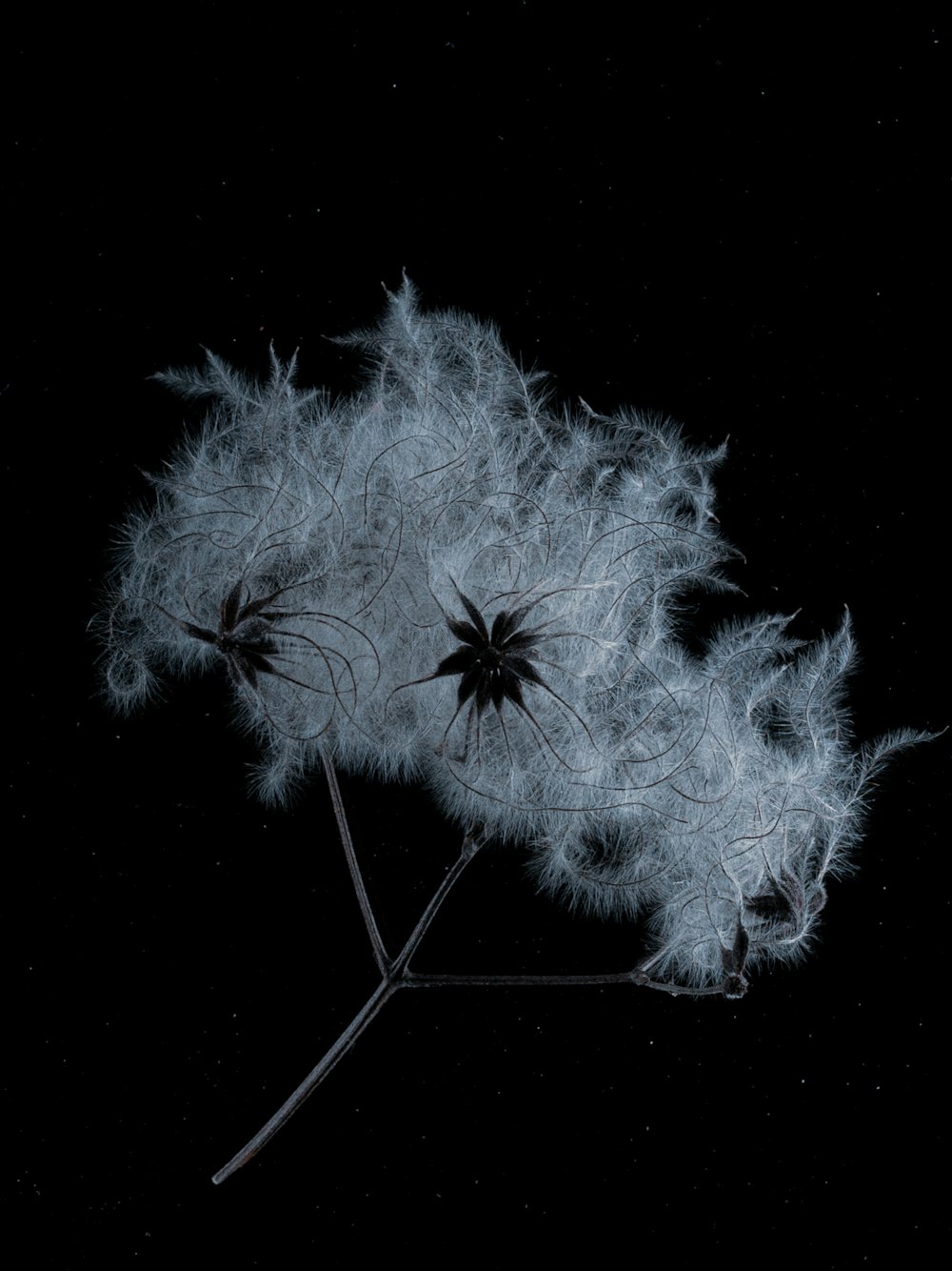 a close up of a dandelion