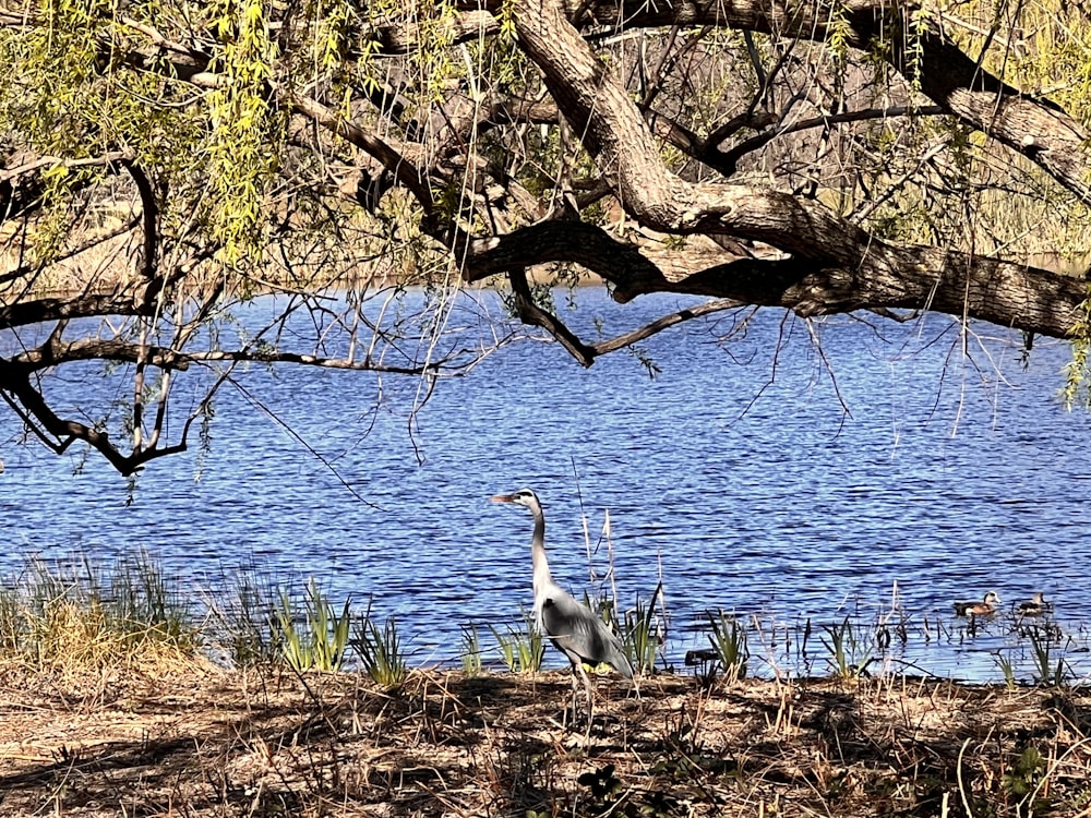 a bird standing on the shore of a lake