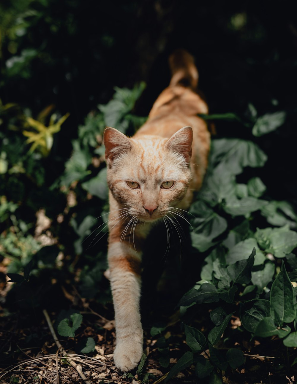 Un gato caminando por un arbusto