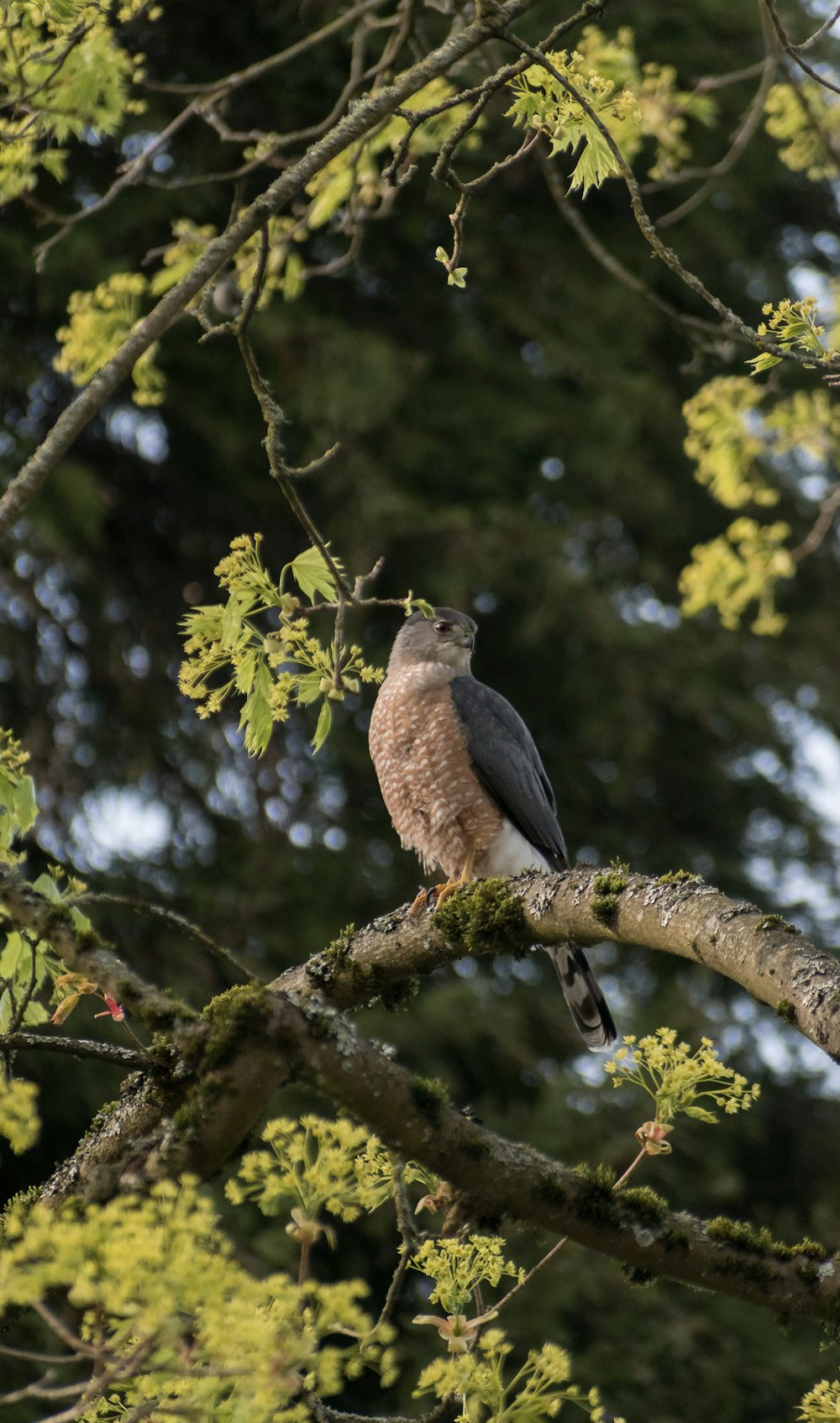 a bird sitting on a branch