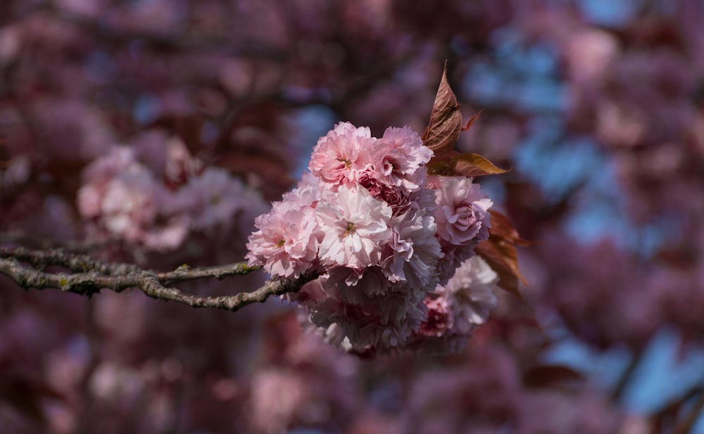 a close up of a tree branch with pink flowers