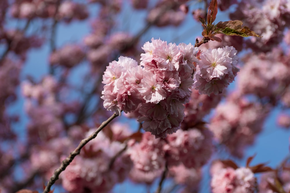 a close up of a tree branch with pink flowers