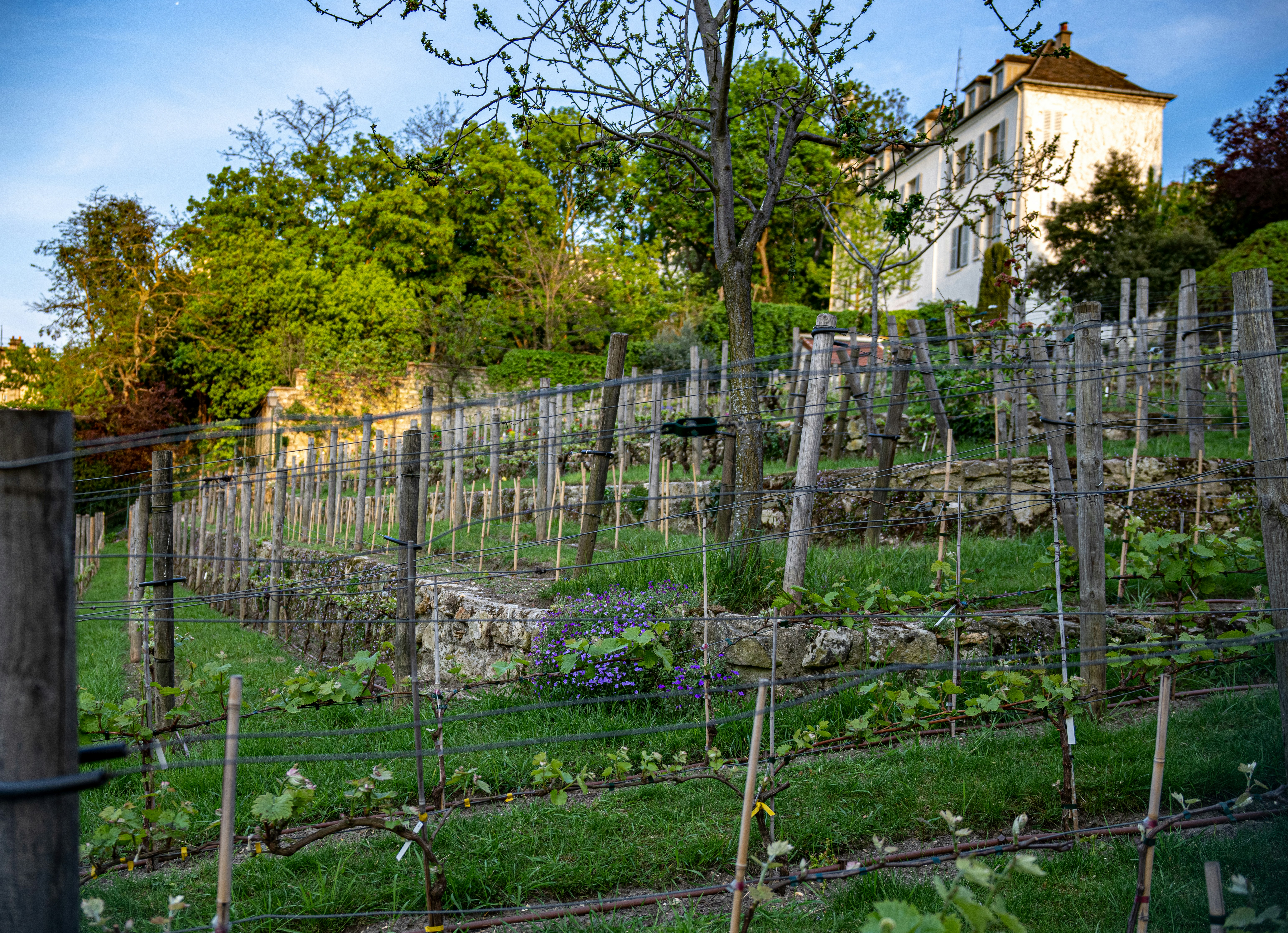Montmartre Vineyards photo 3