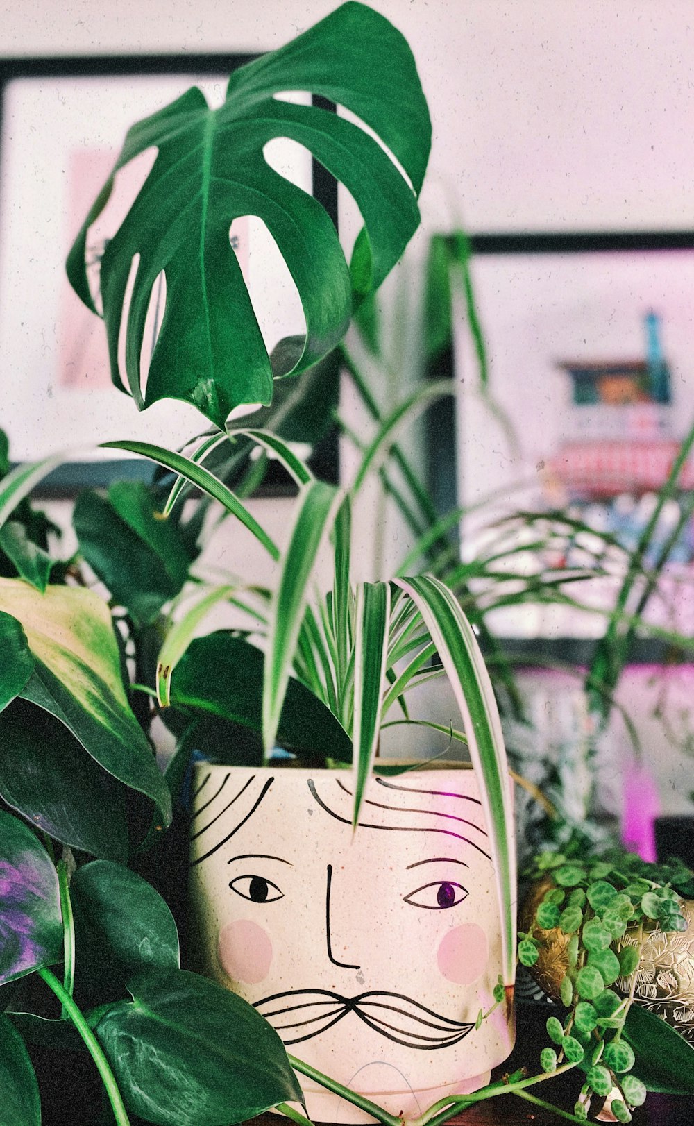 a plant with a face drawn on it