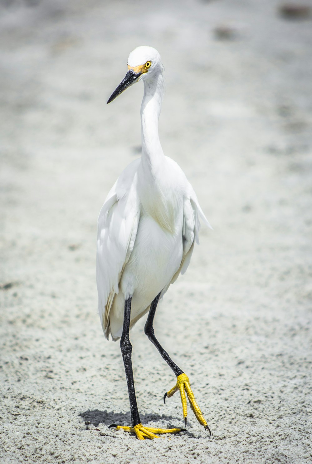 a white bird with yellow feet