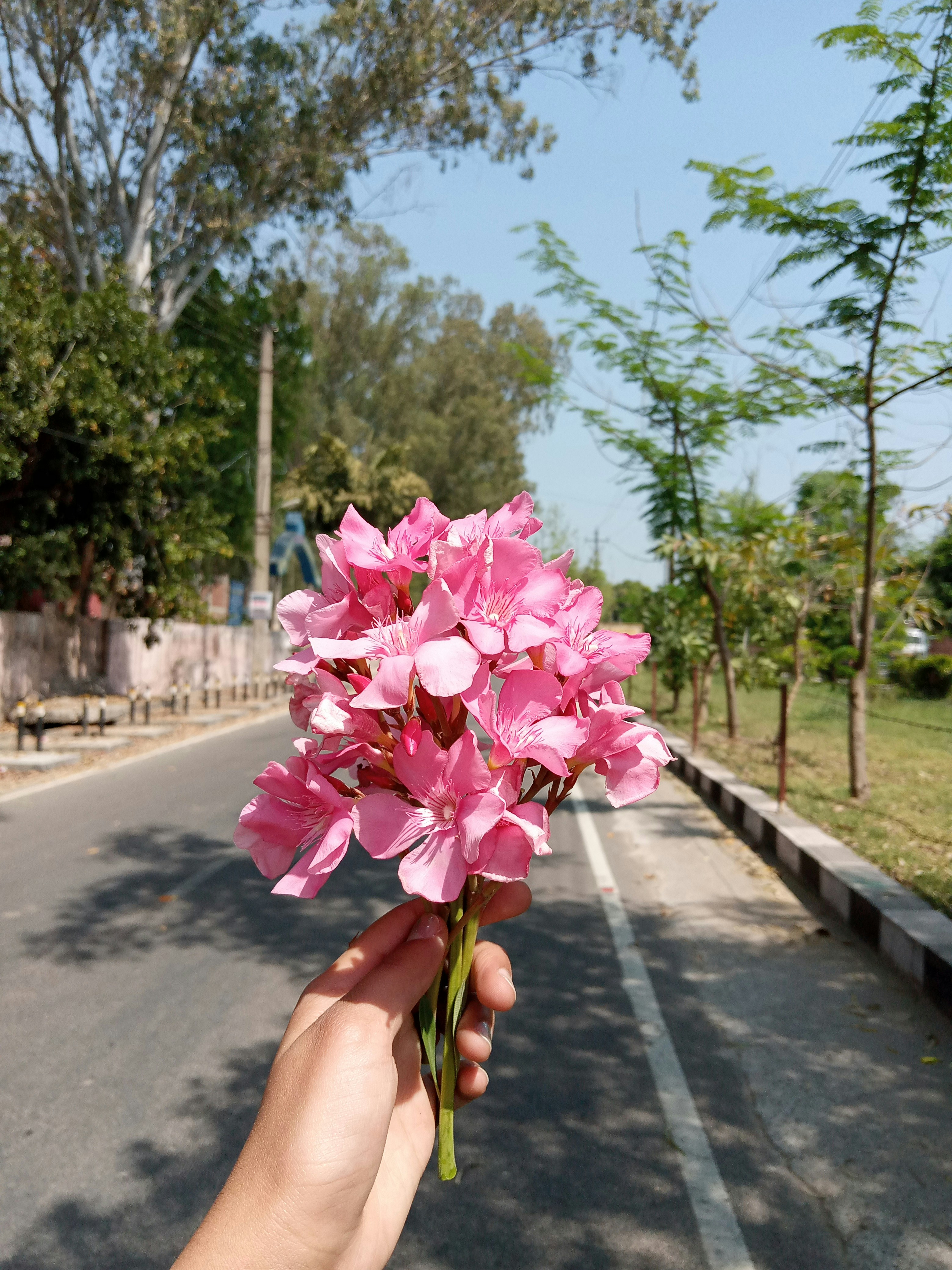 a hand holding a small pink flower