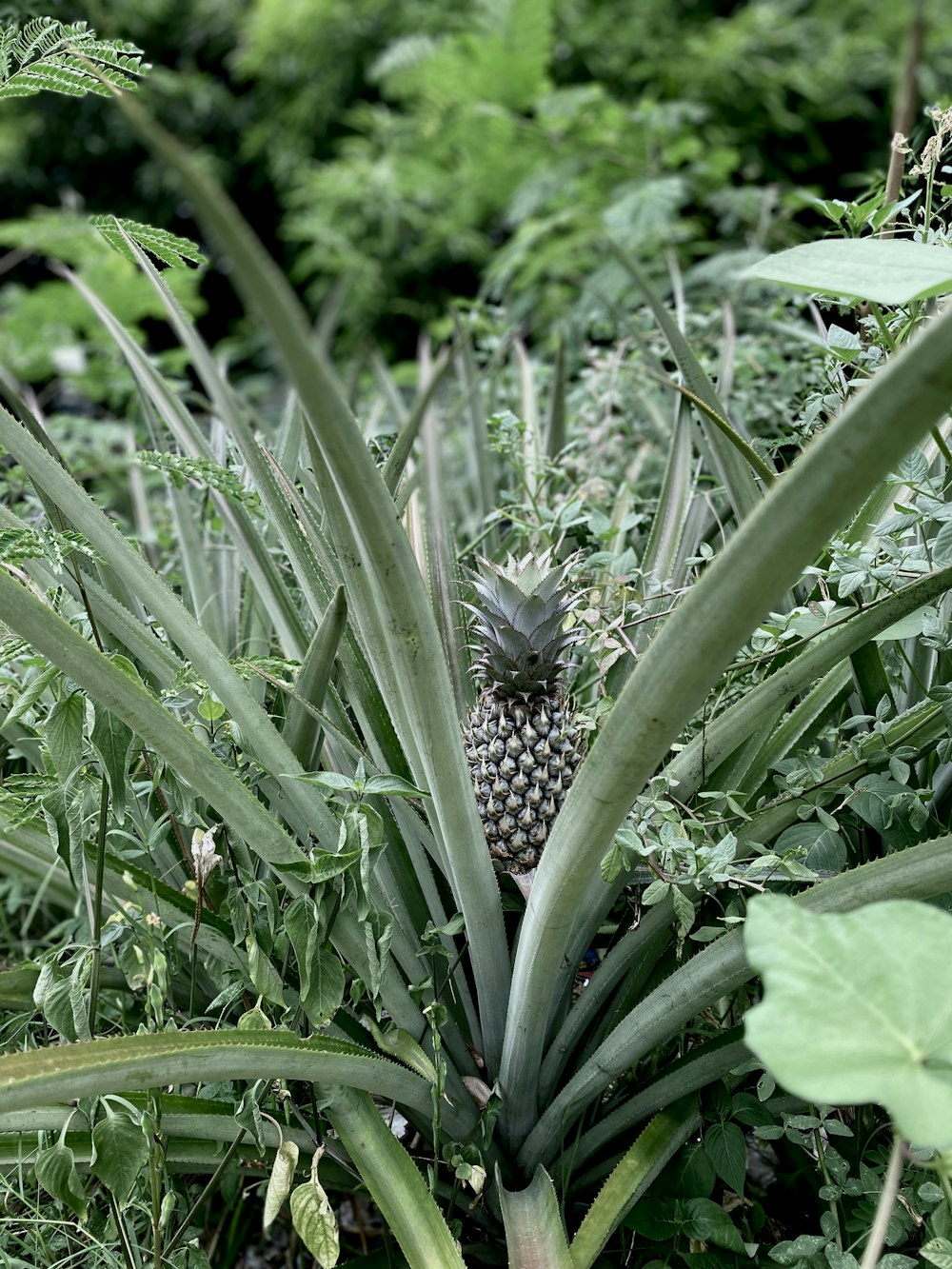 a close-up of a plant