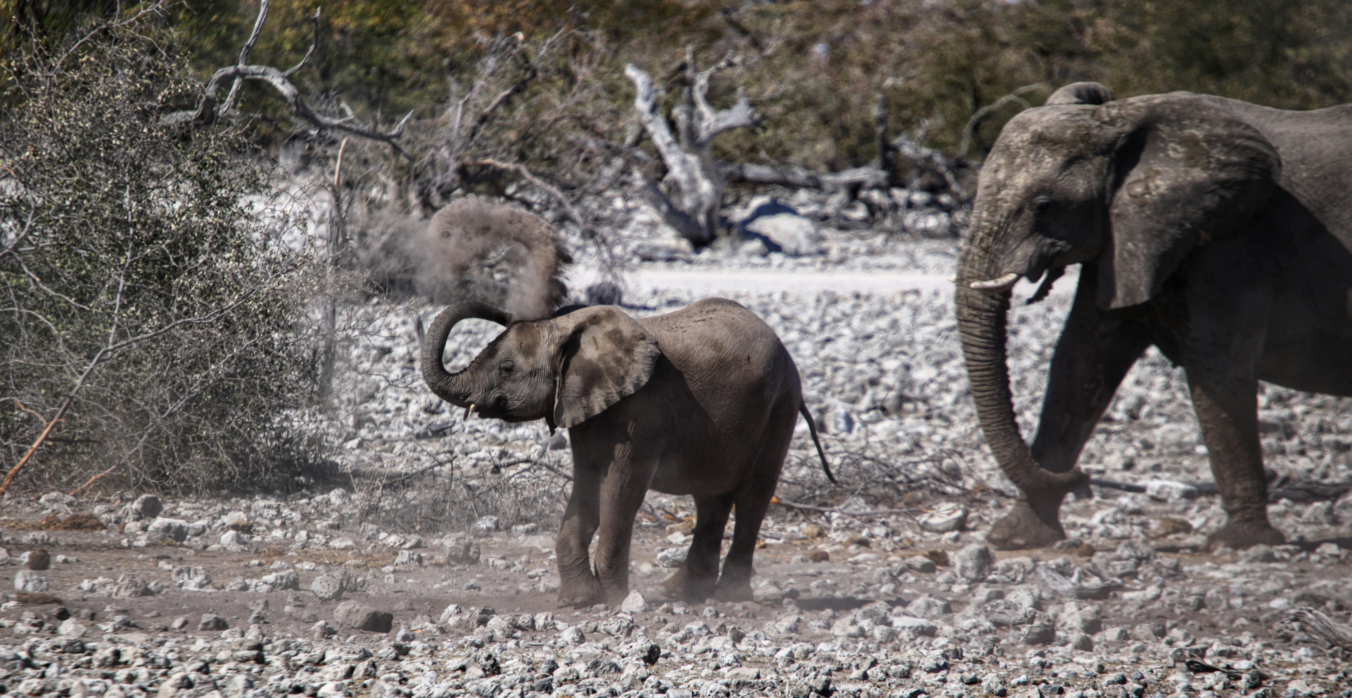 Eine Gruppe Elefanten läuft durch ein Feldfeld