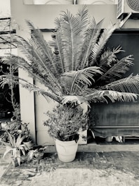 A large potted plant with long, spiky leaves is placed against a building exterior. Smaller plants in pots are situated nearby, including one with broad leaves and a few with more delicate foliage. A wall-mounted air conditioning unit and some architectural features are visible above the plants.