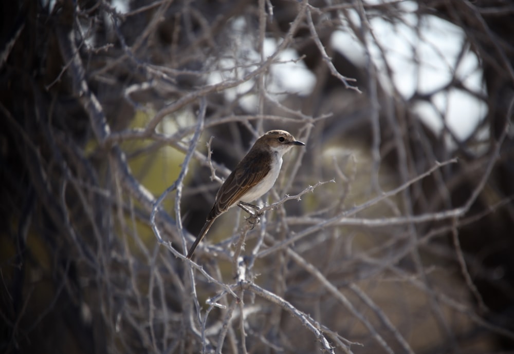 a bird sits on a branch