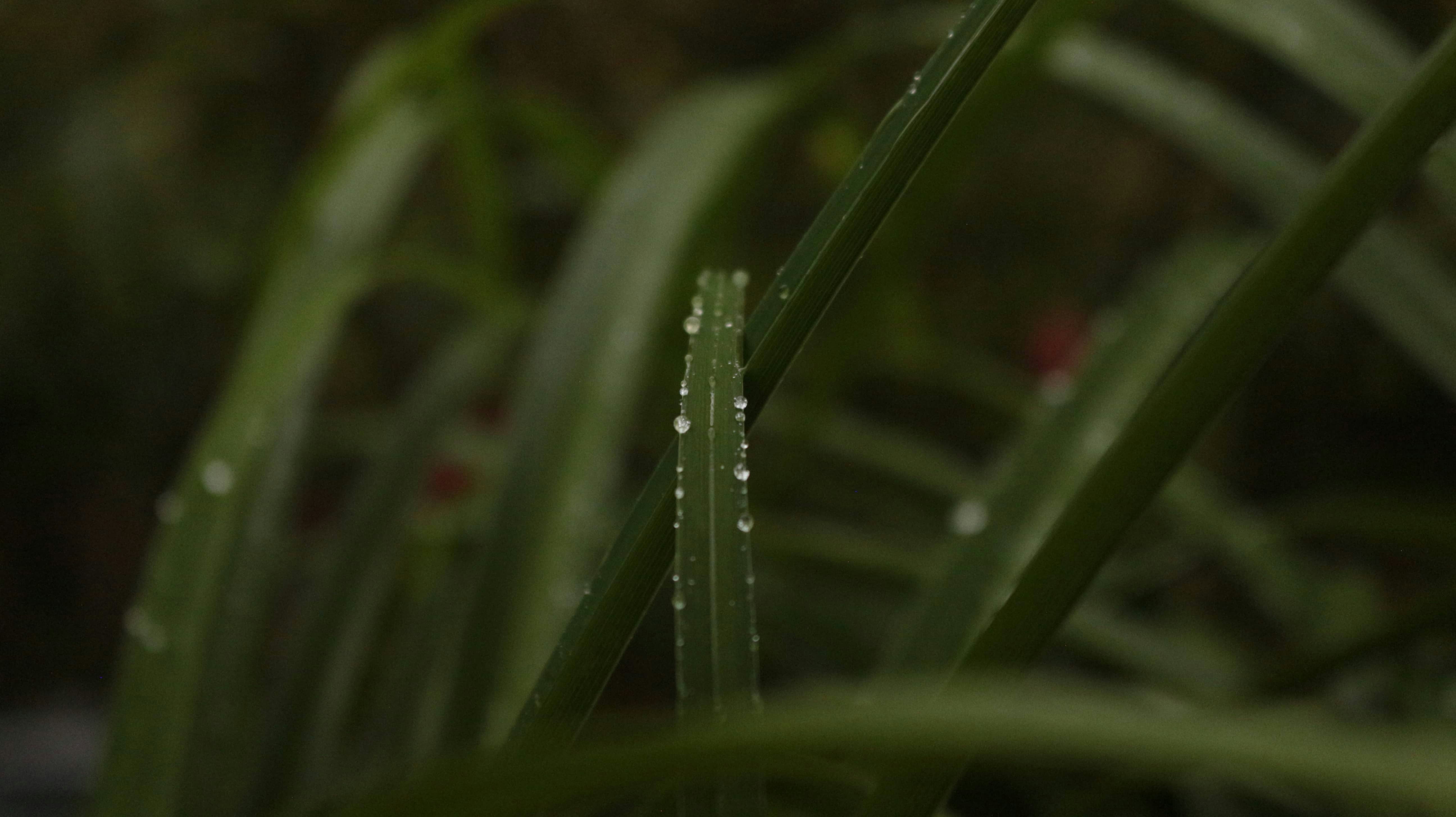 Photo by mateus_duraes