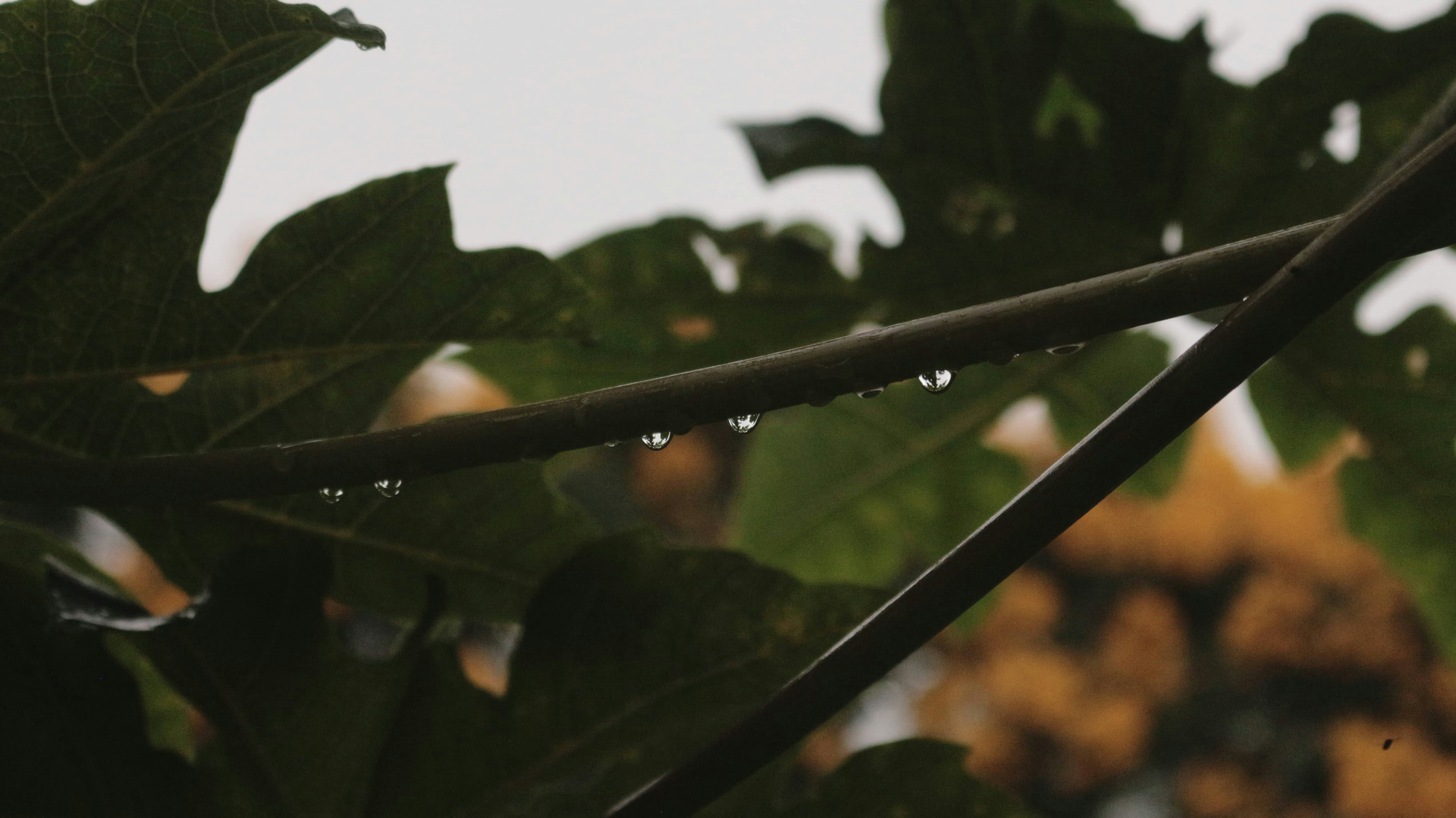 Photo by mateus_duraes