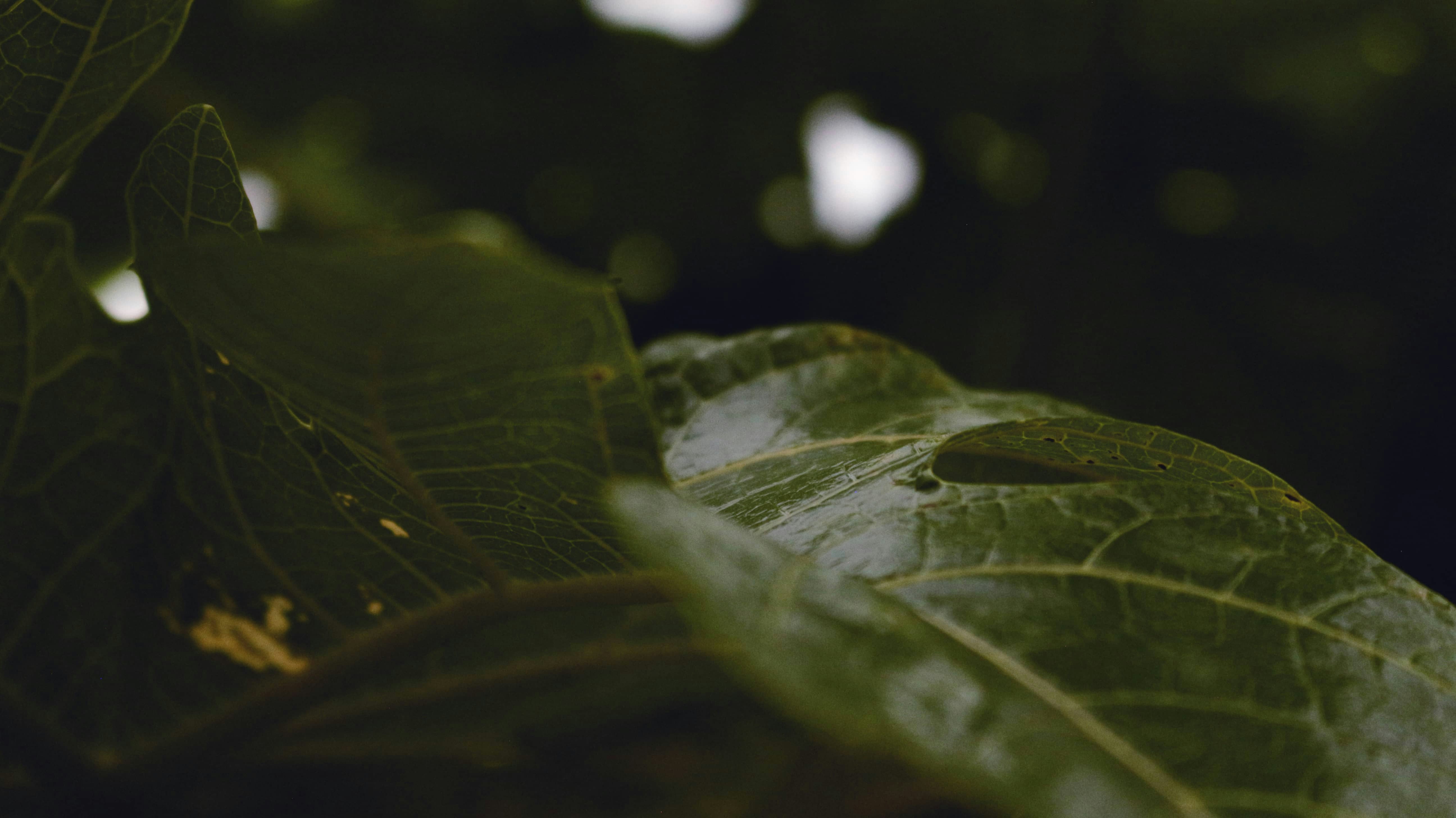 Photo by mateus_duraes