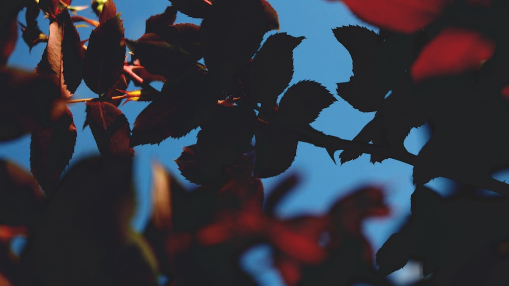 a close up of a tree branch