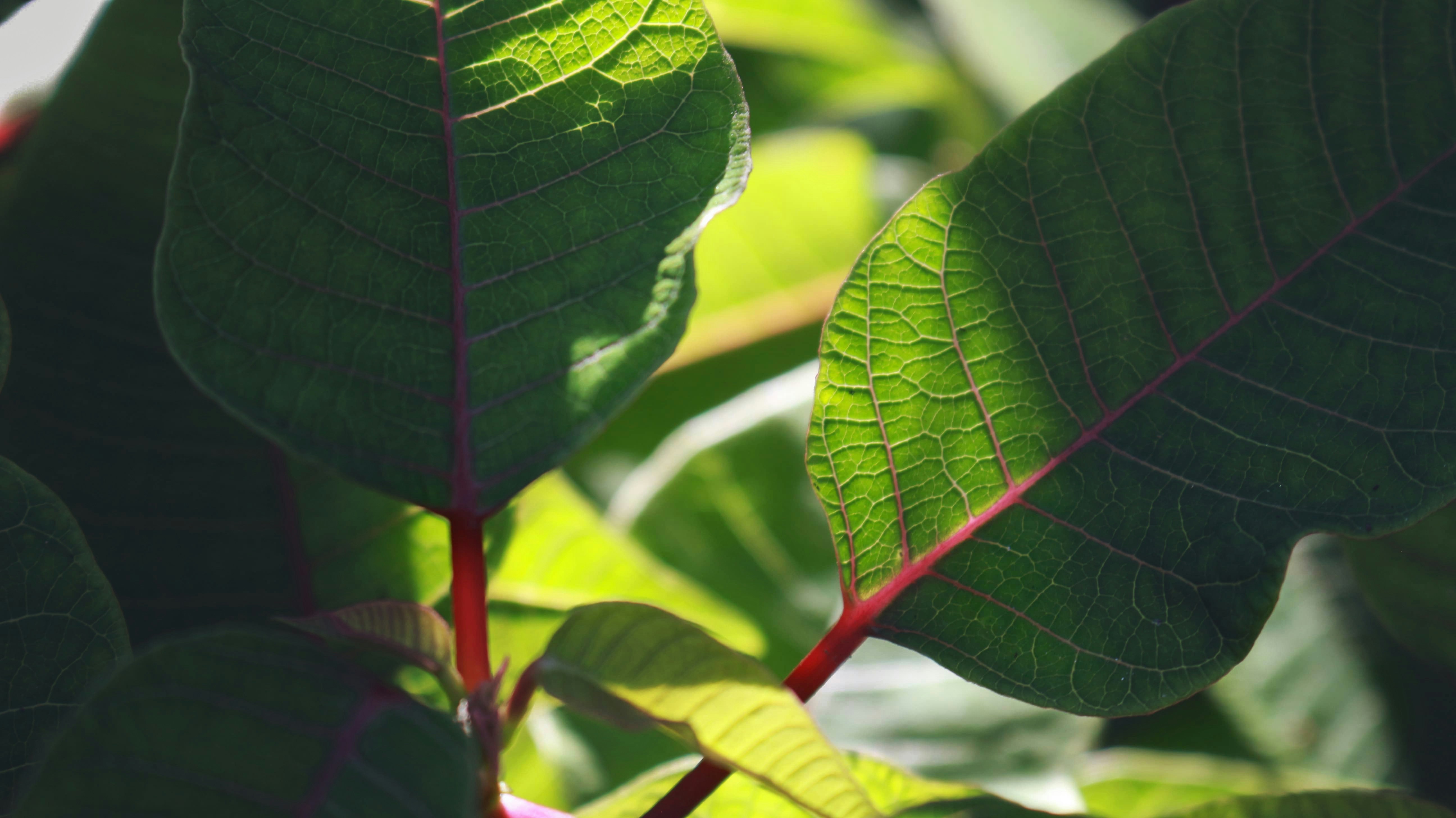 Photo by mateus_duraes