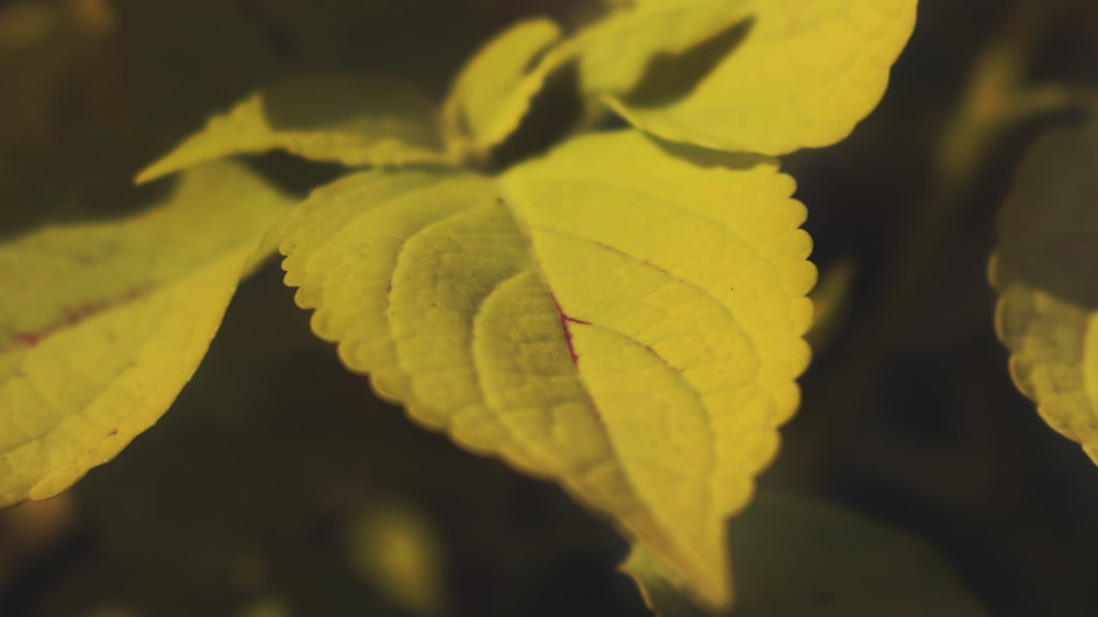 a close up of a yellow leaf