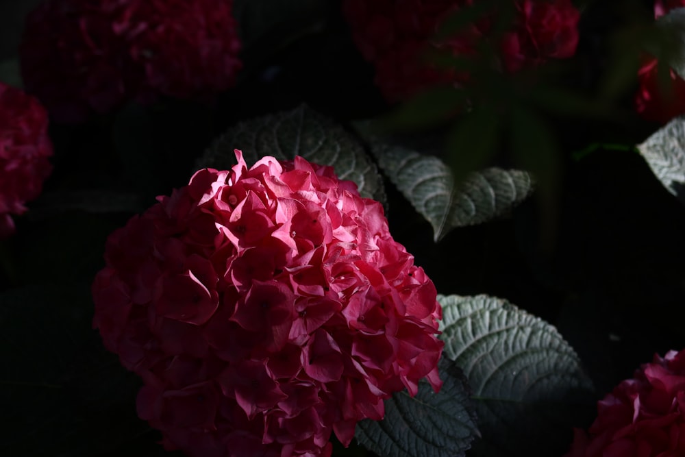 a close up of a flower