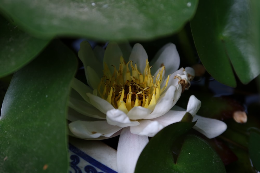 a flower with a yellow center