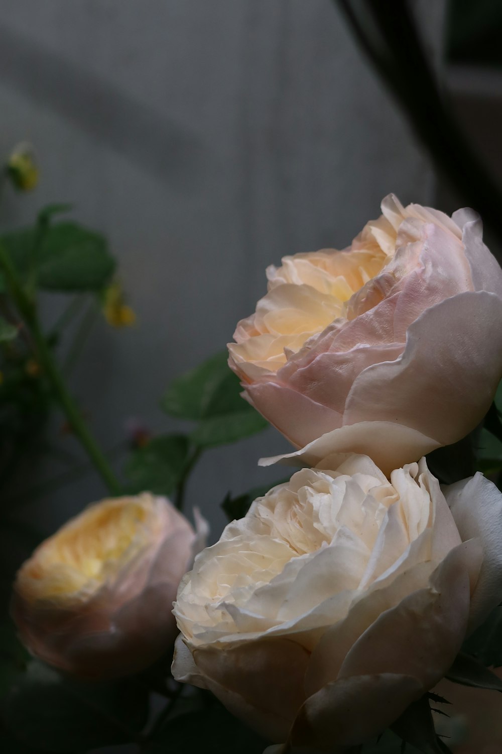 close up of a flower