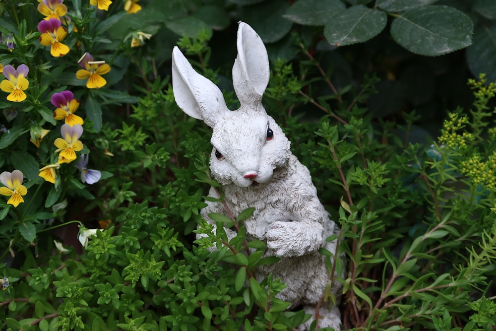 a rabbit in a garden