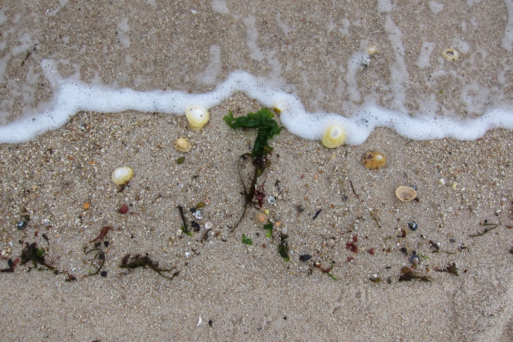a plant growing in the sand