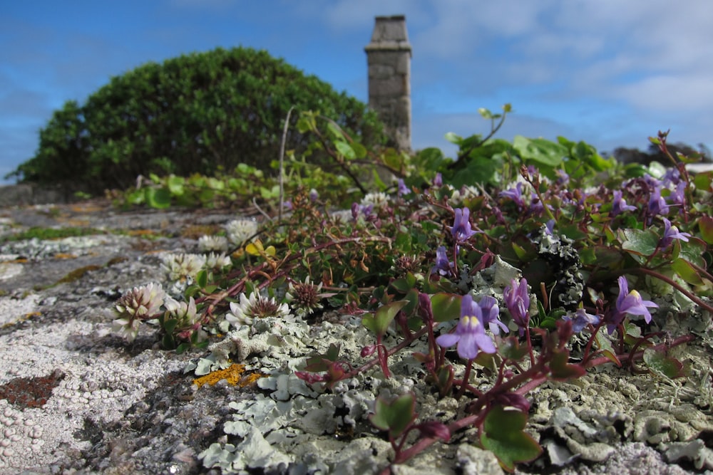 a garden with purple flowers