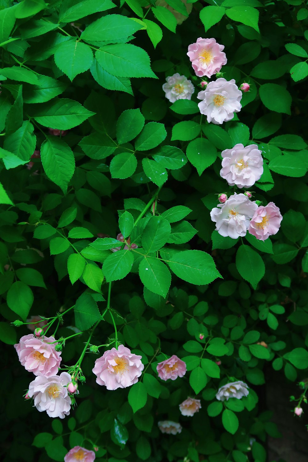 a group of flowers