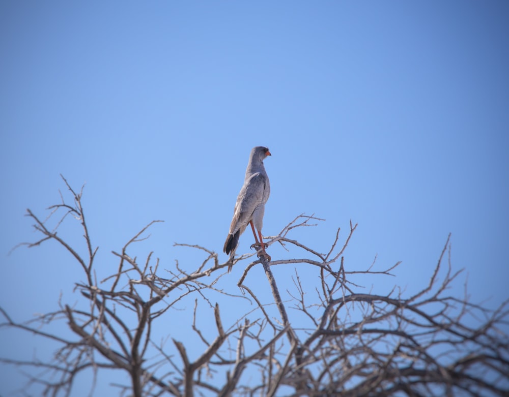 a bird sitting on a tree branch