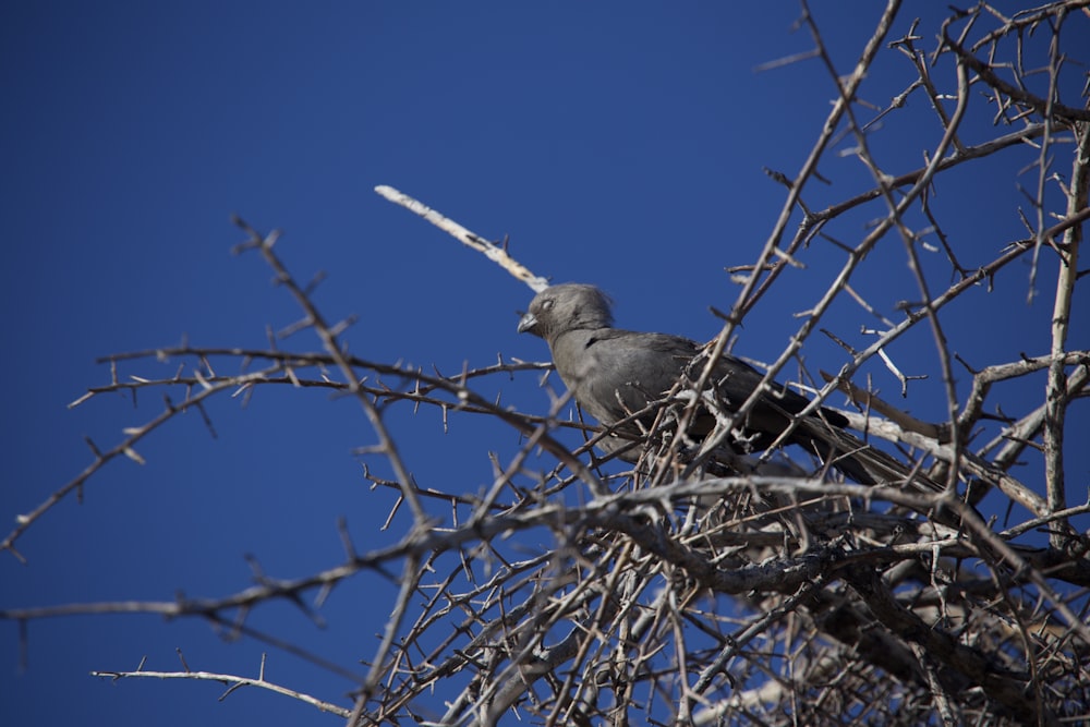 a bird sitting on a tree branch