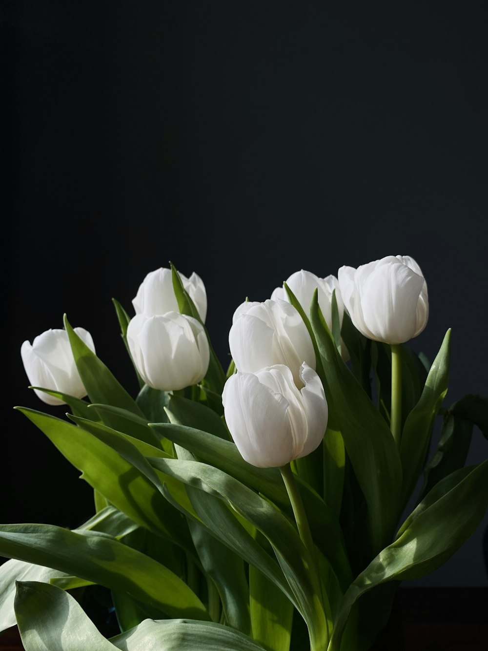 a group of white flowers