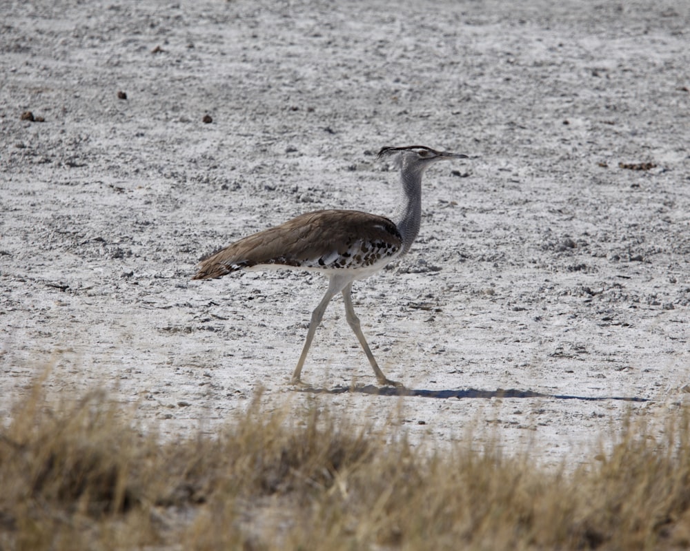 a bird walking on the sand