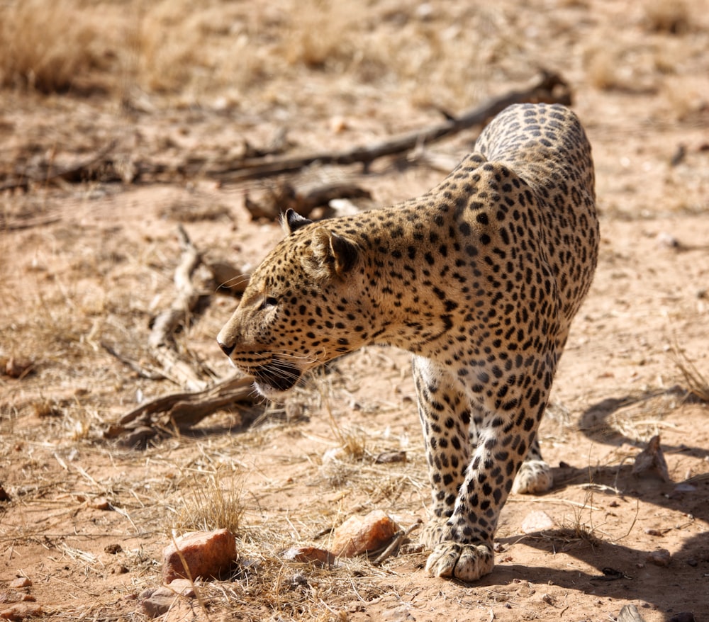 a cheetah walking on dirt