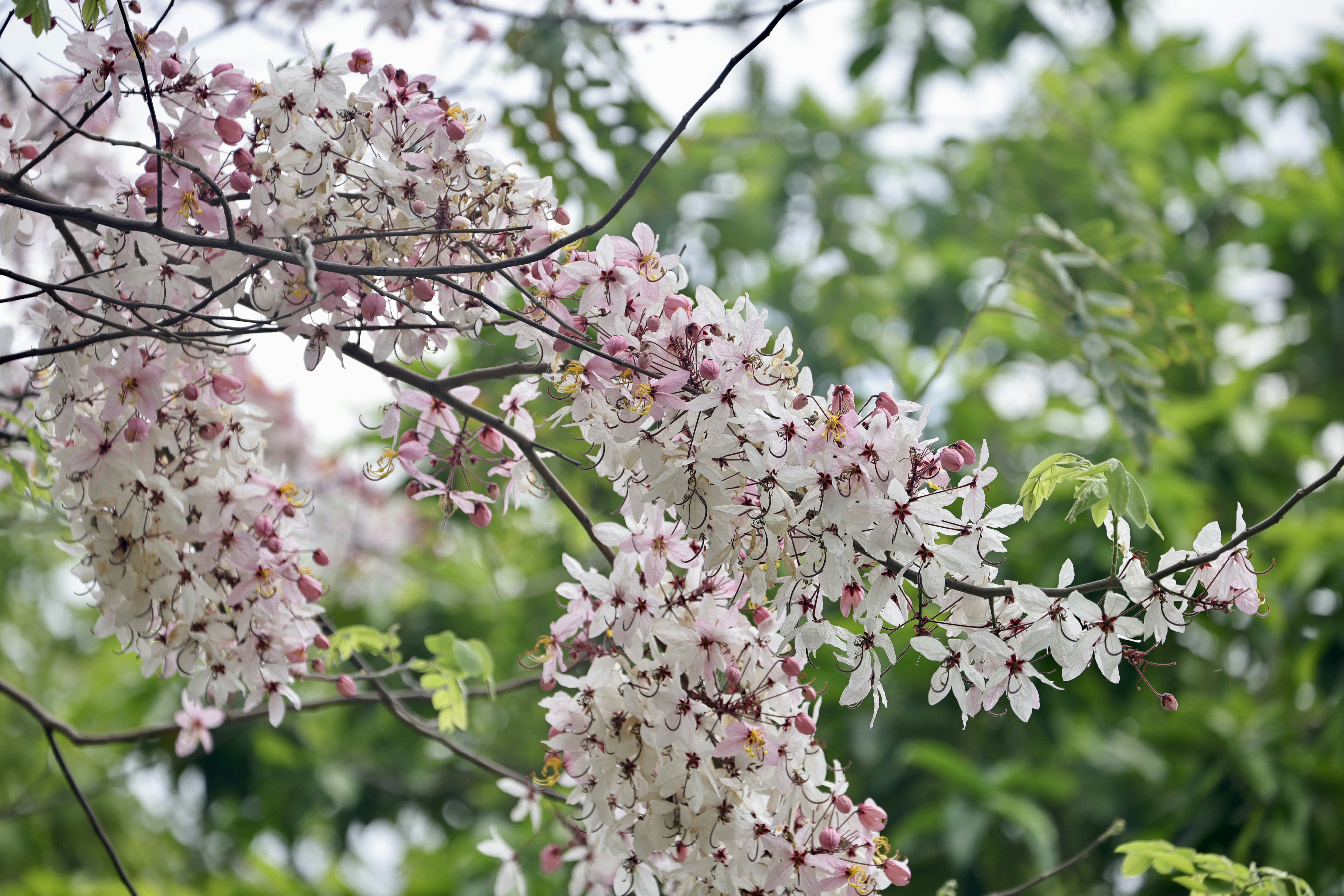 Photo by dickenslin76