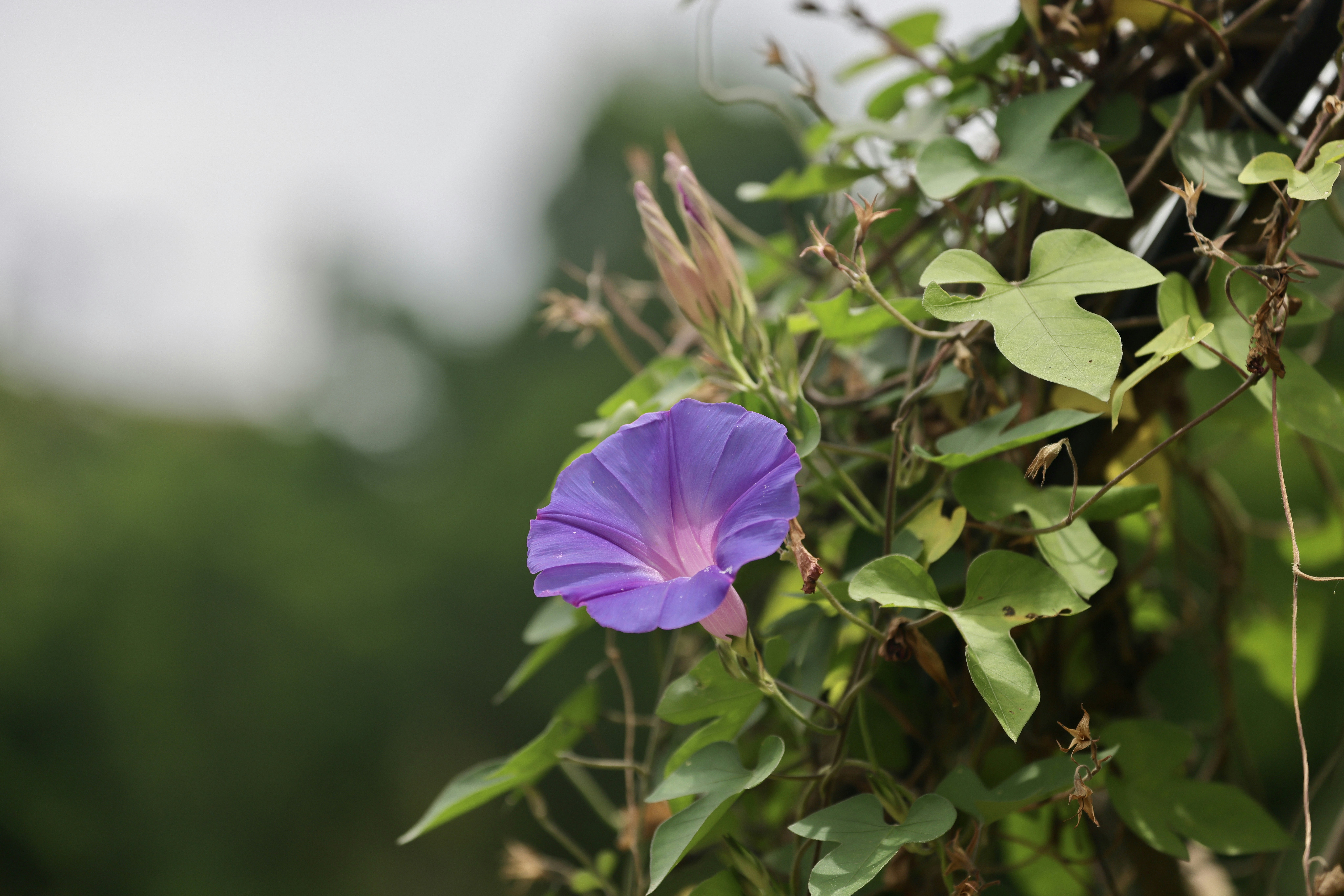 Photo by dickenslin76