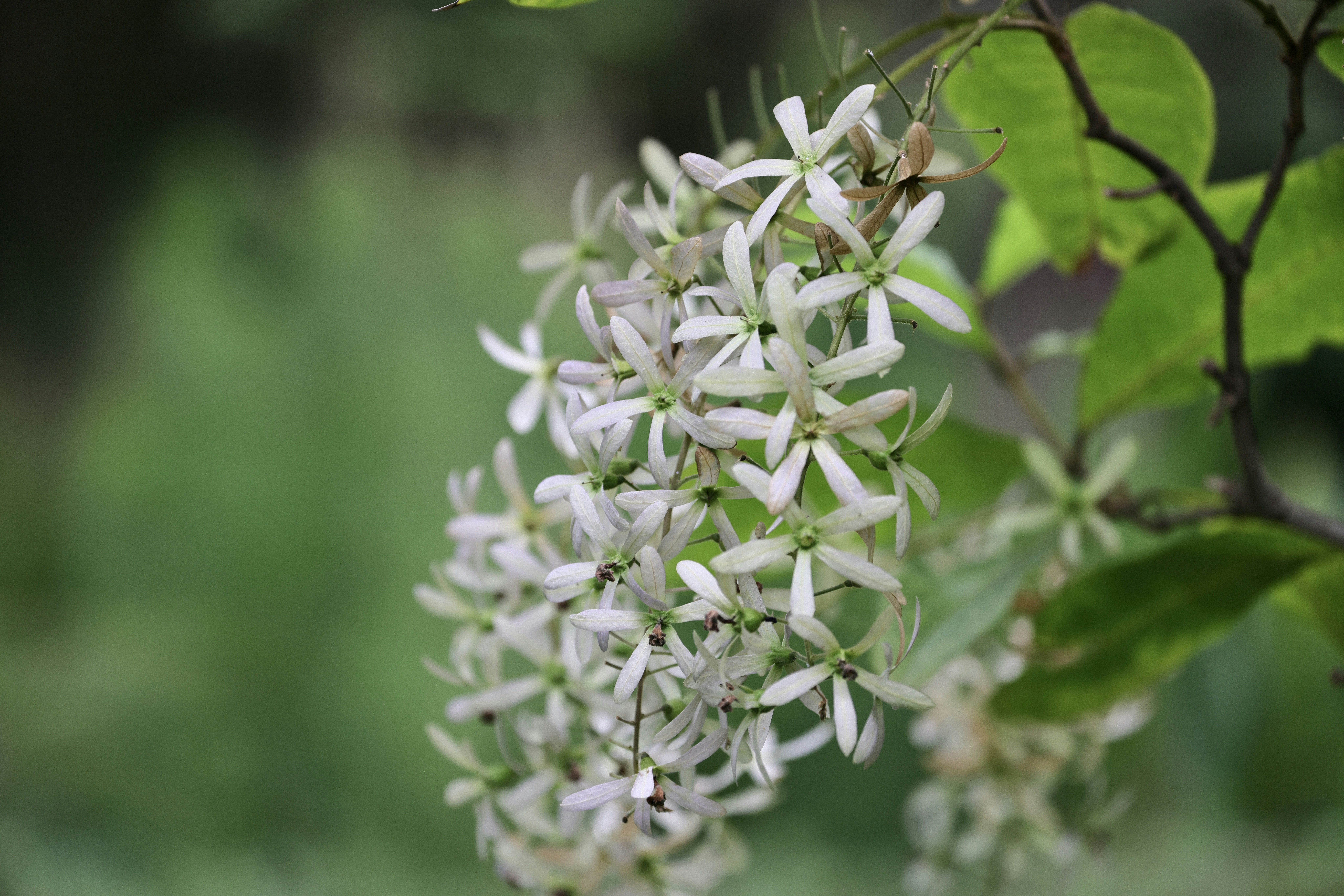 Photo by dickenslin76