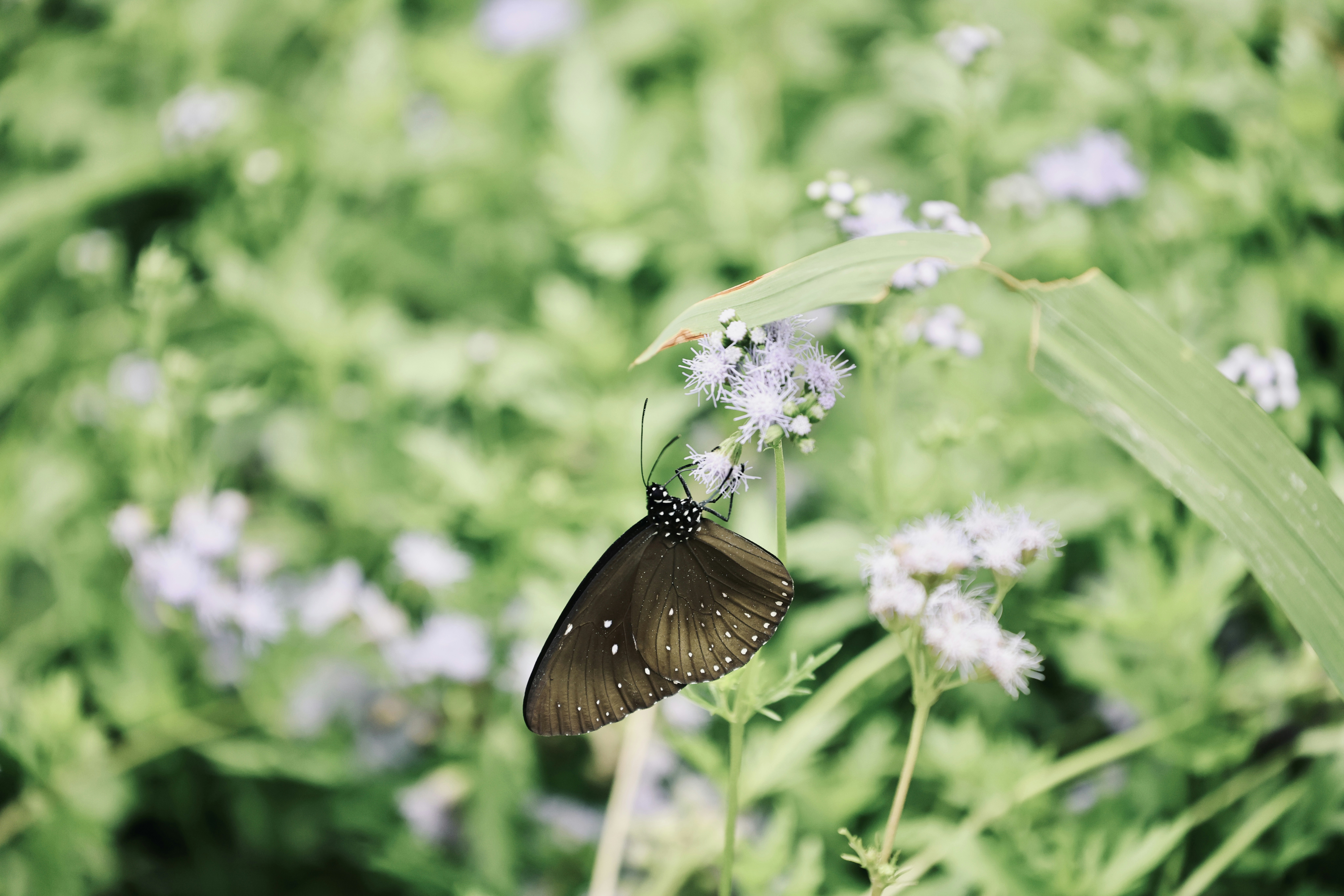Photo by dickenslin76