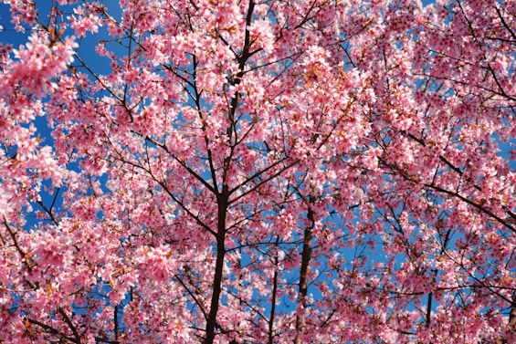 pink flowers on a tree