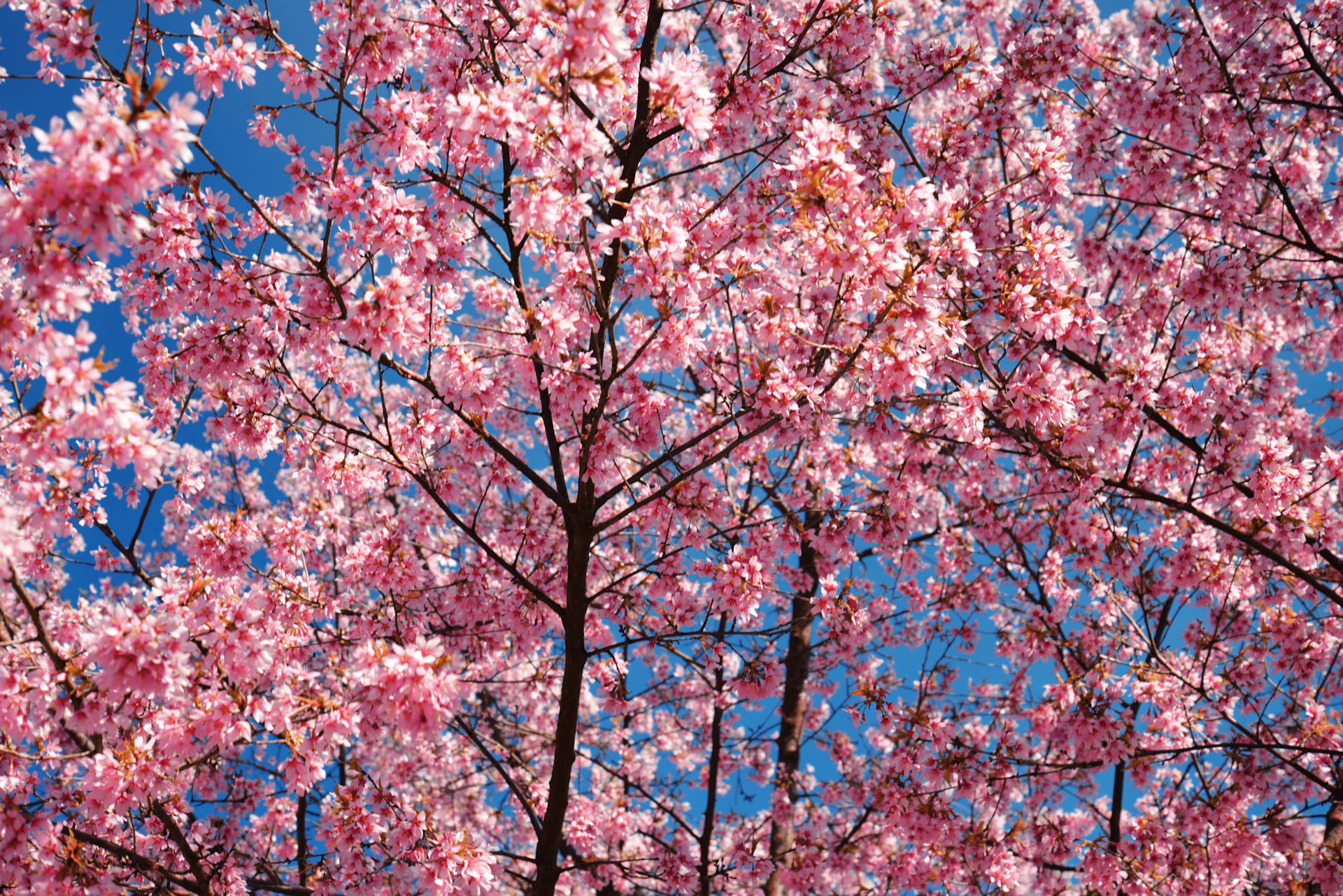 pink flowers on a tree