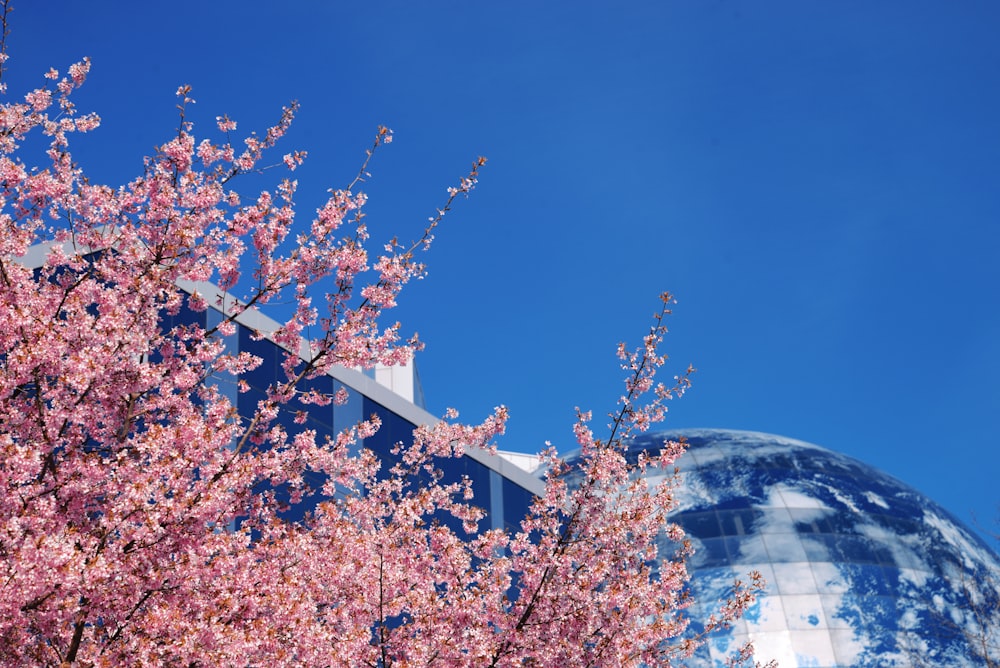 a tree with pink flowers