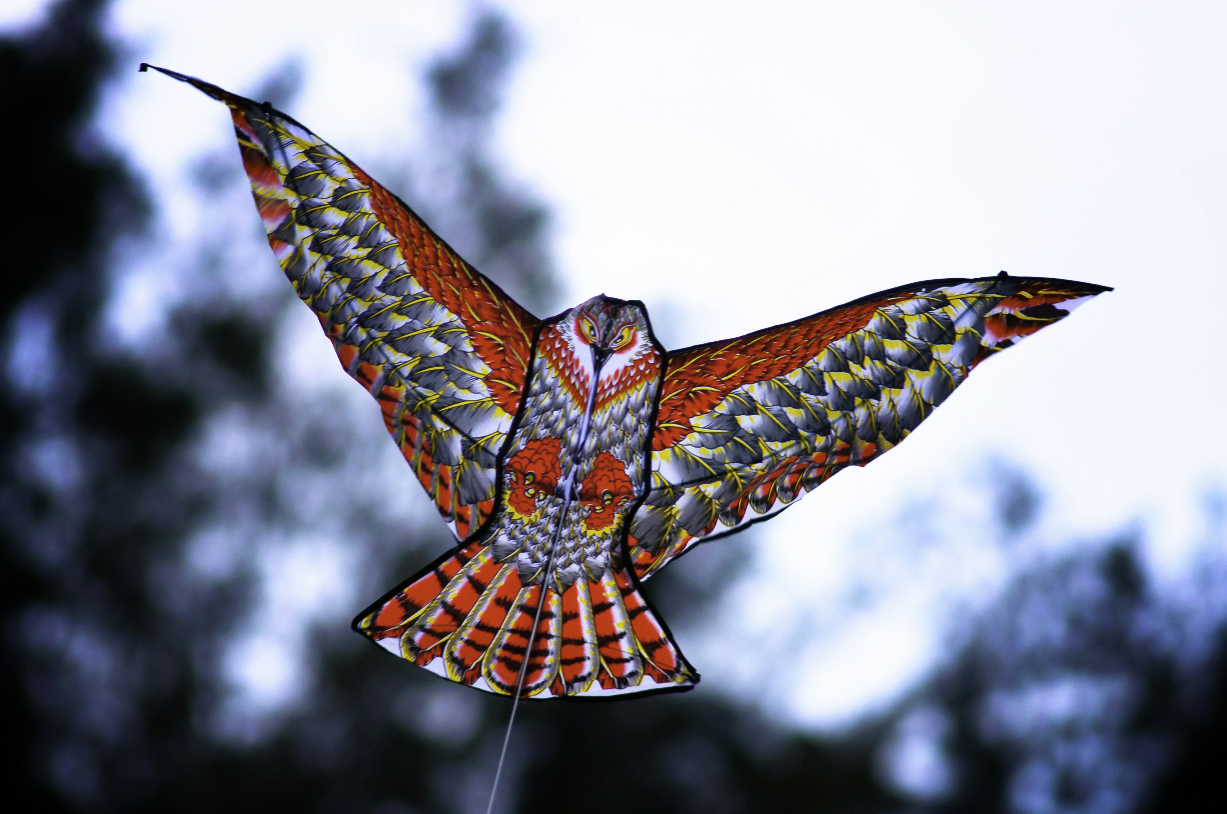 a butterfly flying in the air