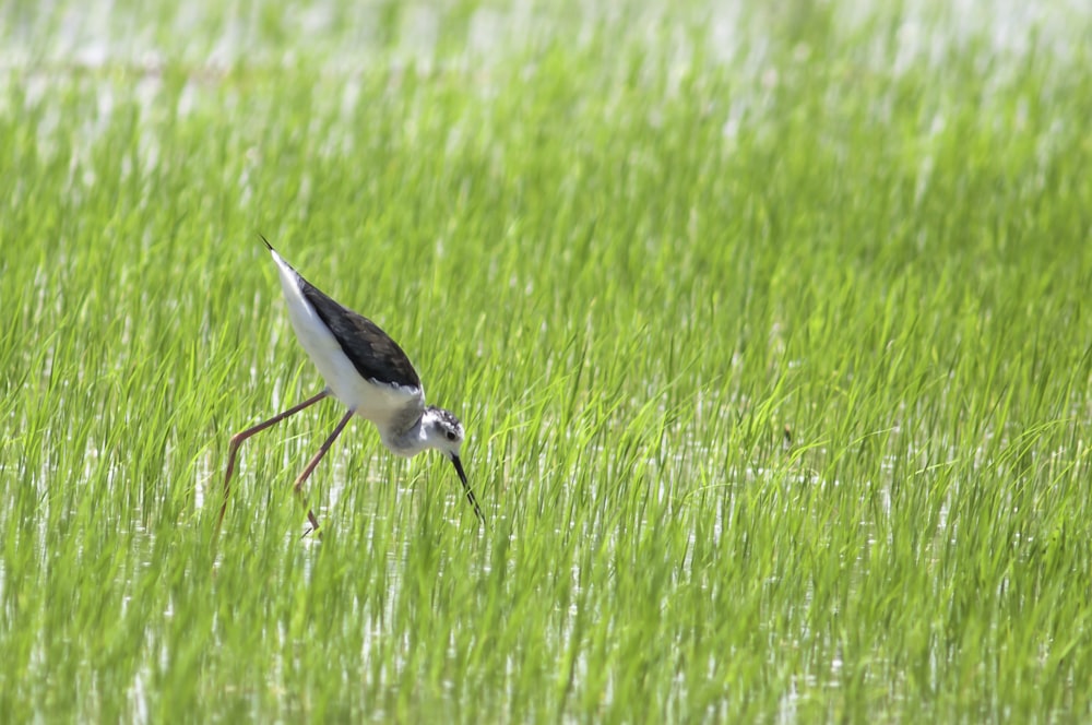 a bird with a long beak is standing in a grassy field