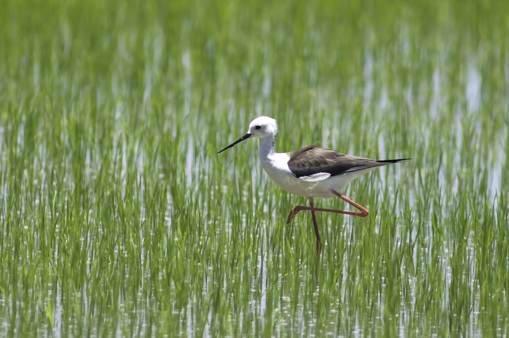 a bird walking in the grass